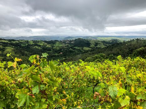 Vineyards in the mountain during cloudy raining season. Grapevines in the green hills. Vineyards for making wine grown in the valleys on rainy days and fog blowing through.