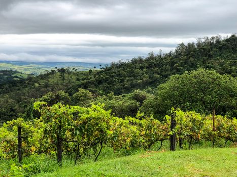 Vineyards in the mountain during cloudy raining season. Grapevines in the green hills. Vineyards for making wine grown in the valleys on rainy days and fog blowing through.