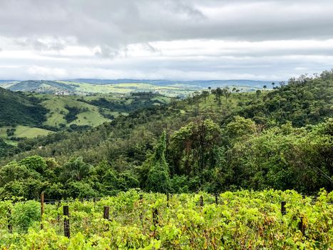 Vineyards in the mountain during cloudy raining season. Grapevines in the green hills. Vineyards for making wine grown in the valleys on rainy days and fog blowing through.