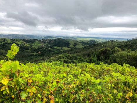 Vineyards in the mountain during cloudy raining season. Grapevines in the green hills. Vineyards for making wine grown in the valleys on rainy days and fog blowing through.