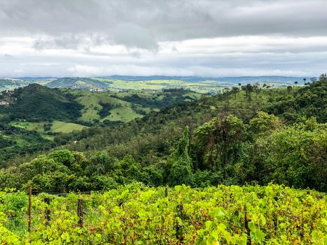 Vineyards in the mountain during cloudy raining season. Grapevines in the green hills. Vineyards for making wine grown in the valleys on rainy days and fog blowing through.