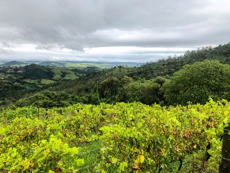 Vineyards in the mountain during cloudy raining season. Grapevines in the green hills. Vineyards for making wine grown in the valleys on rainy days and fog blowing through.