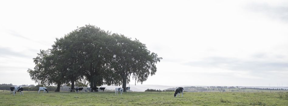 morning landscape with trees and young cows in meadow of german eifel