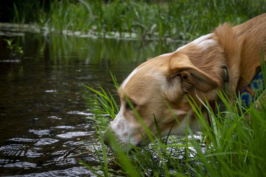 Cute dog drinking water from a pond or lake stretching its head down through the surrounding green plants in a close up profile portrait