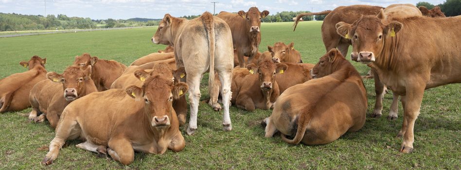 brown cows in hills of german eifel countryside landscape in summer