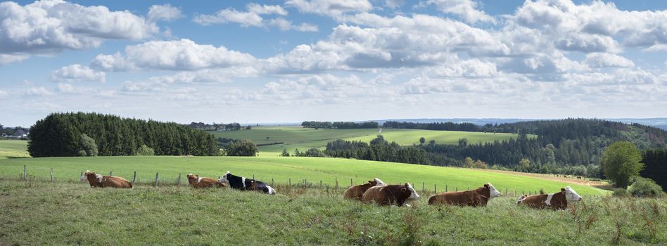 cows lie in meadow with countryside landscape of german eifel in the background under blue sky with clouds