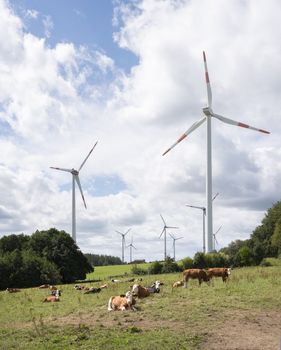meadows with cows and wind turbines in german eifel