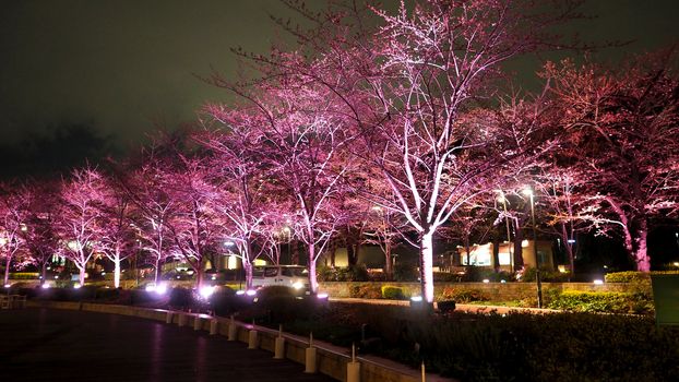 Pink sakura or cherry blossom at night in Roppongi Tokyo Midtown and light and flare in to camera and background landscape.