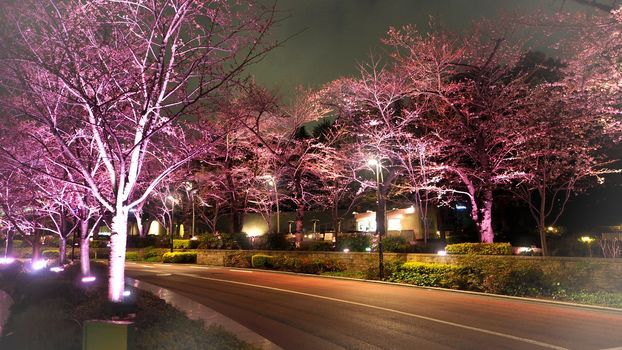 Pink sakura or cherry blossom at night in Roppongi Tokyo Midtown and light and flare in to camera and background landscape.