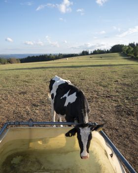 young black and white cow at drinking place in meadow with eifel national park in the background