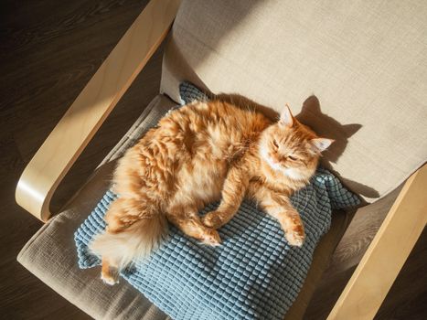 Top view on cute ginger cat lying on pillow. Fluffy pet is sleeping on chair. Cozy home lit with sun.