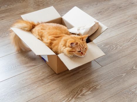 Cute ginger cat lies in carton box on wooden background. Fluffy pet relaxing in box. Fuzzy domestic animal. Cozy home.