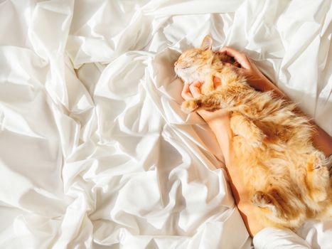 Cute ginger cat sleeps on woman's hand. Fluffy pet on unmade bed. Fuzzy domestic animal with owner in cozy home. Cat lover.