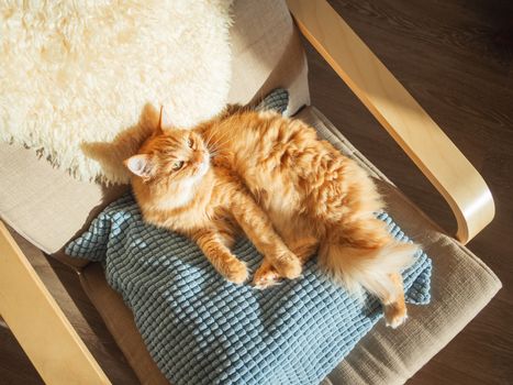 Top view on cute ginger cat lying on pillow. Fluffy pet is sleeping on chair. Cozy home lit with sun.