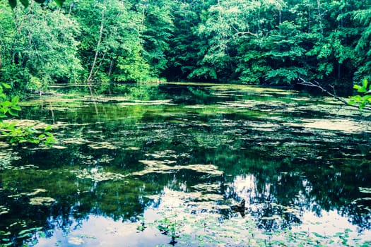 Swamp Lake near Jiesia Exposure. Amazing Nature View