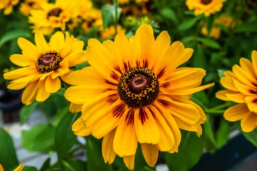 Flower of Rudbeckia Fulgida. The Orange Coneflower. Rudbeckia Hirta Maya Head