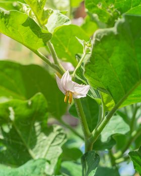 Close-up blooming eggplant flower on vigorous plant at organic backyard garden near Dallas, Texas, America. Aubergine or brinjal is a plant species in the nightshade family Solanaceae