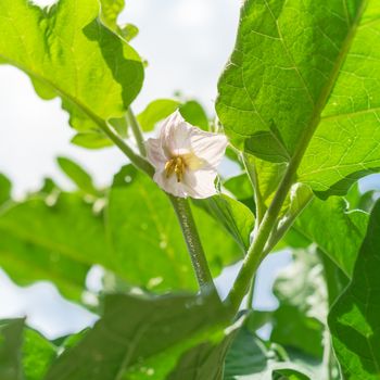 Upward view of blooming eggplant flower on vigorous plant under cloud blue sky at organic backyard garden near Dallas, Texas, America. Aubergine or brinjal is a species in nightshade family Solanaceae