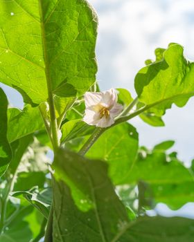 Upward view of blooming eggplant flower on vigorous plant under cloud blue sky at organic backyard garden near Dallas, Texas, America. Aubergine or brinjal is a species in nightshade family Solanaceae