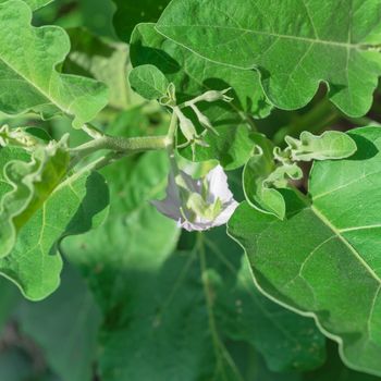 Top view of blooming eggplant flower on vigorous plant at organic backyard garden near Dallas, Texas, America. Aubergine or brinjal is a species in nightshade family Solanaceae