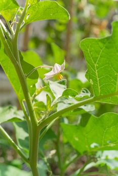 Close-up blooming eggplant flower on vigorous plant at organic backyard garden near Dallas, Texas, America. Aubergine or brinjal is a plant species in the nightshade family Solanaceae