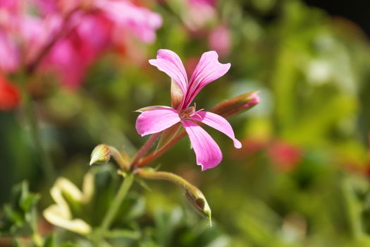 pink pelargonium close up on nature background