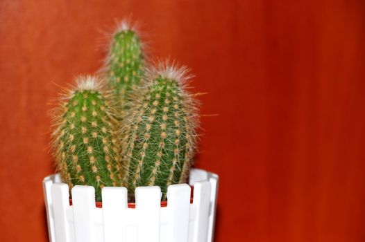 cactus in a white pot on a wooden background close up