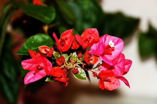 pink blooming bougainvillea in a pot on a light background
