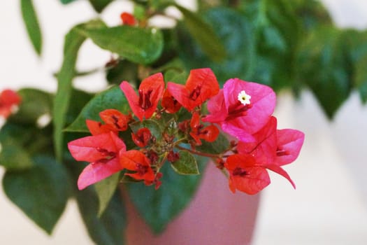 pink blooming bougainvillea in a pot on a light background
