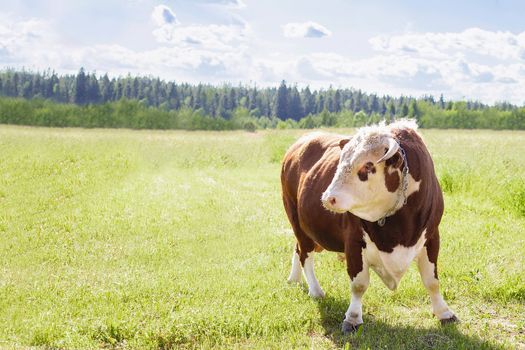 A bull, a big bull with a ring in its nose, stood majestically in a lush summer meadow by a wooden fence, a milk bull was grazing in a green meadow. Landscape, horizontal. Place to copy
