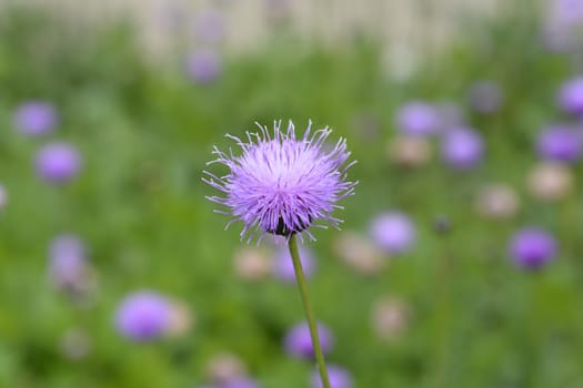 Single-flowered sawwort - Latin name - Klasea lycopifolia (Serratula lycopifolia)