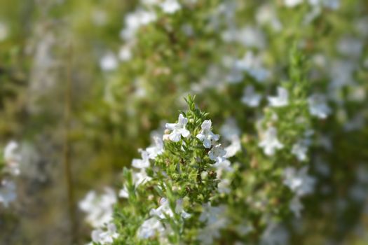 Mountain savory - Latin name - Satureja montana