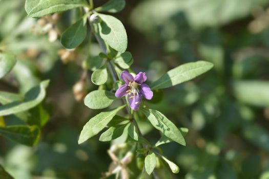 Chinese boxthorn purple flower - Latin name - Lycium chinense