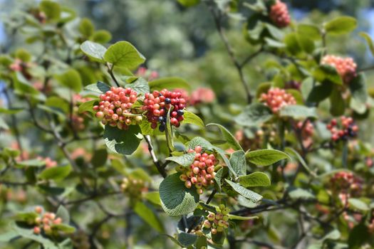 Wayfaring tree berries - Latin name - Viburnum lantana