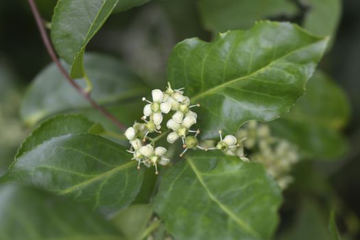 European spindle - Latin name - Euonymus europaeus