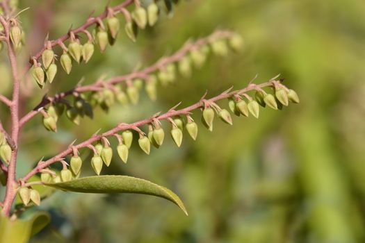 Brouwers Beauty Lily of the Valley Shrub - Latin name - Pieris x Brouwers Beauty