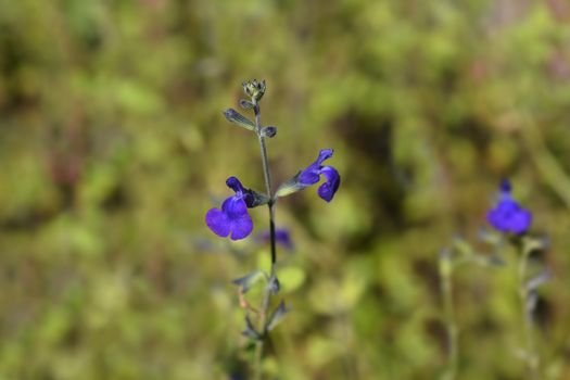 Baby sage Blue Monrovia - Latin name - Salvia microphylla Blue Monrovia