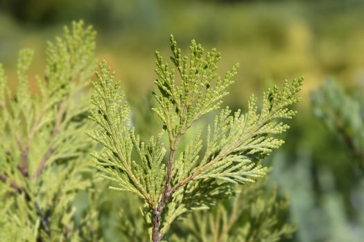 Incense cedar Pillar - Latin name - Calocedrus decurrens Pillar