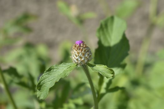 Pink Bachelors Button flower bud - Latin name - Centaurea pulcherrima