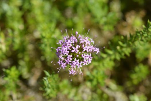 Caucasian crosswort pink flower - Latin name - Phuopsis stylosa