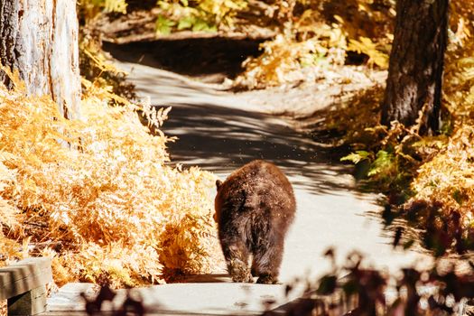 A Black Bear roams for food in Sequoia National Park, California, USA