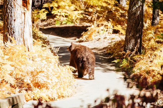 A Black Bear roams for food in Sequoia National Park, California, USA