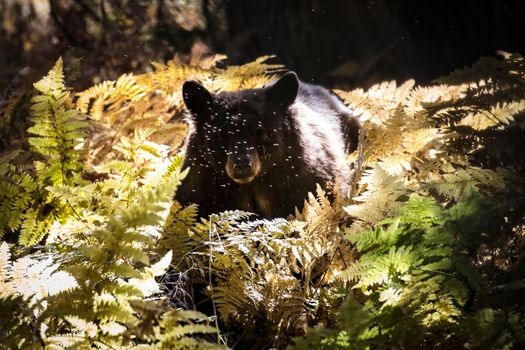 A Black Bear roams for food in Sequoia National Park, California, USA