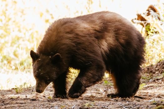 A Black Bear roams for food in Sequoia National Park, California, USA