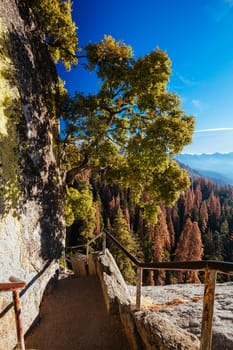 Autumn sunrise over redwood trees at Moro Rock in Sequoia National Park, California, USA