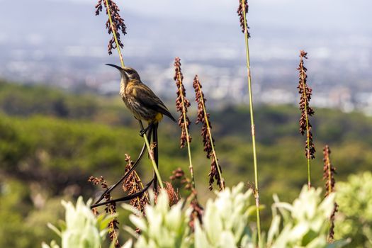 Cape sugarbird sitting on plants flowers in Kirstenbosch National Botanical Garden, Cape Town, South Africa.