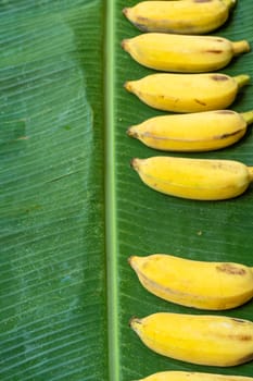 Flat lay layout of yellow bananas on a green banana leaf. Eco food.