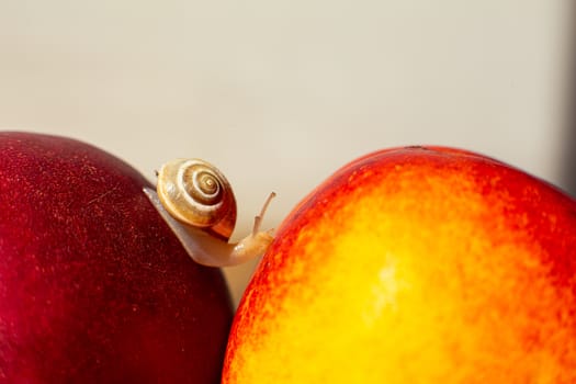 Little snail crawling on ripe red nectarines.