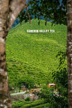 Tea plantations Cameron Valley. Green hills in the highlands of Malaysia. Tea production. Green bushes of young tea