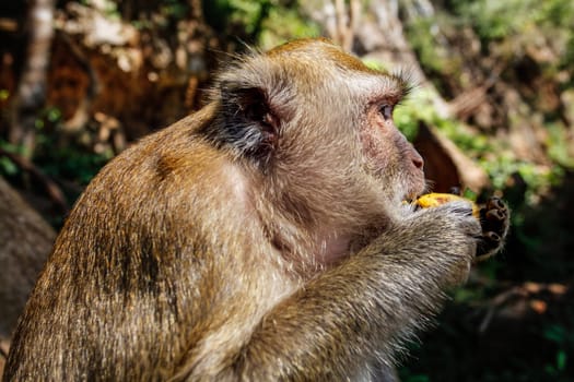 Detail on head of long-tailed macaque monkey (Macaca fascicularis) eating a banana from tourist. Khao Sok, Thailand